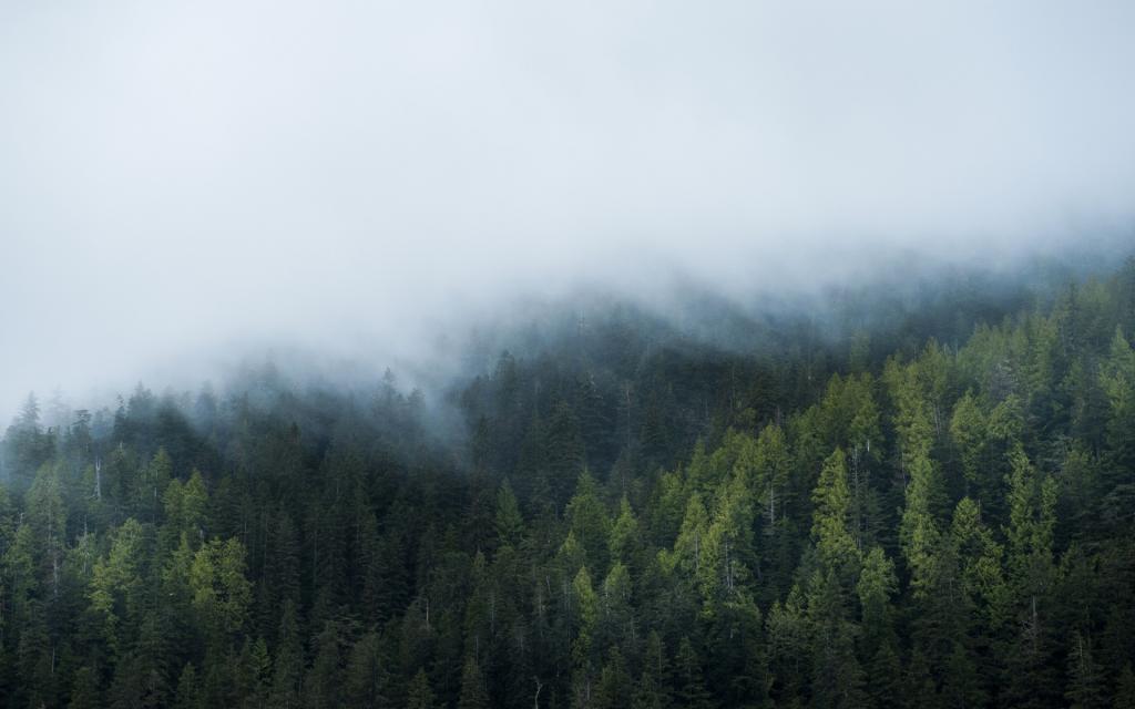 雾,窗户,窗户10,森林