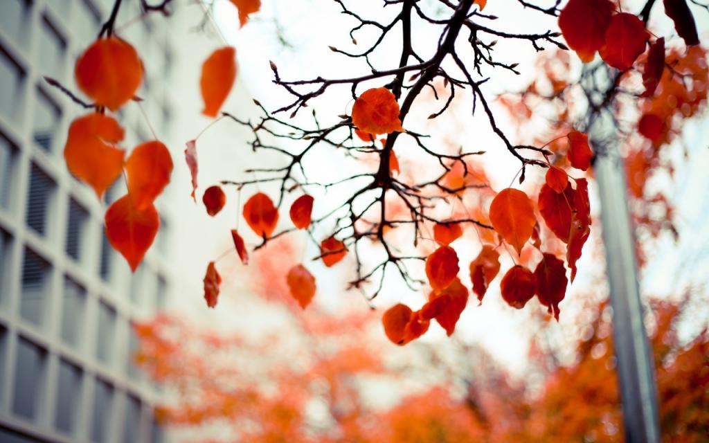 壁纸分支,秋天,叶子,红色