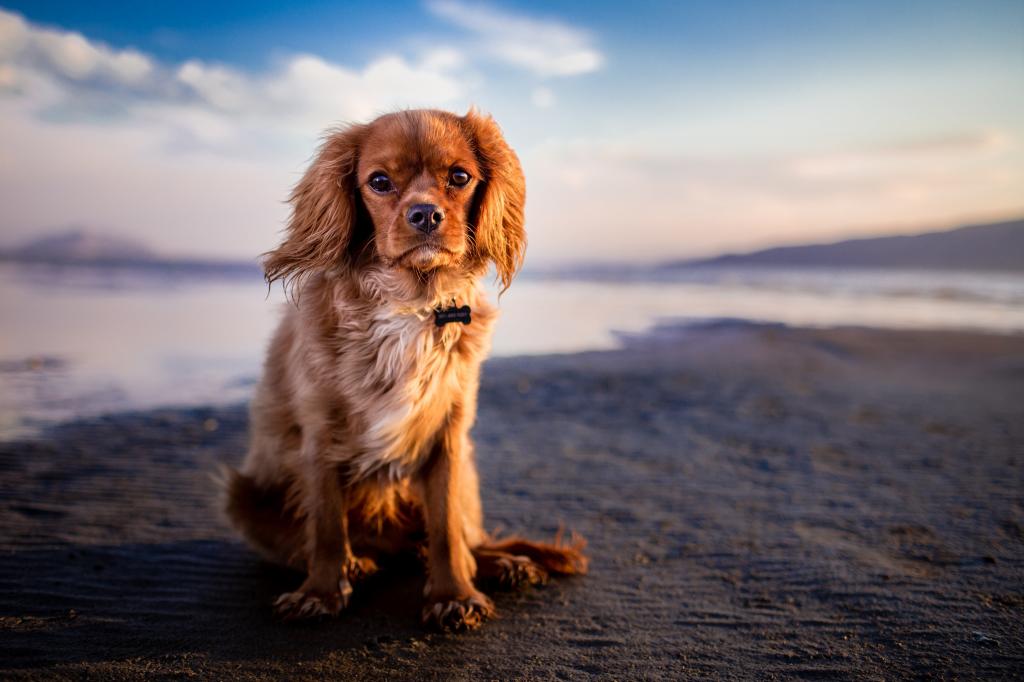 选择性焦点摄影的大尺寸长涂棕褐色的狗坐在海边下蓝色和白色的天空高清壁纸