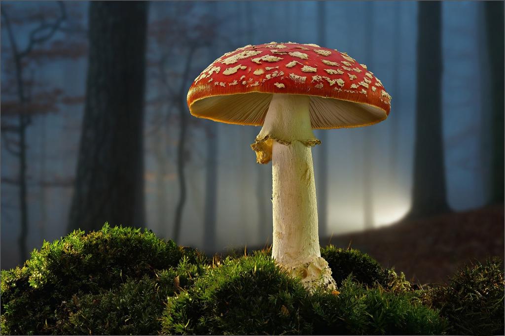 蘑菇,蘑菇,苔藓,森林
