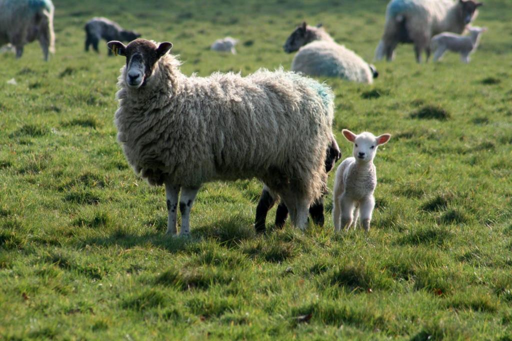 米色羊靠近婴儿羊草