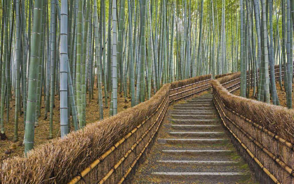 竹,路径,日本,京都,围栏