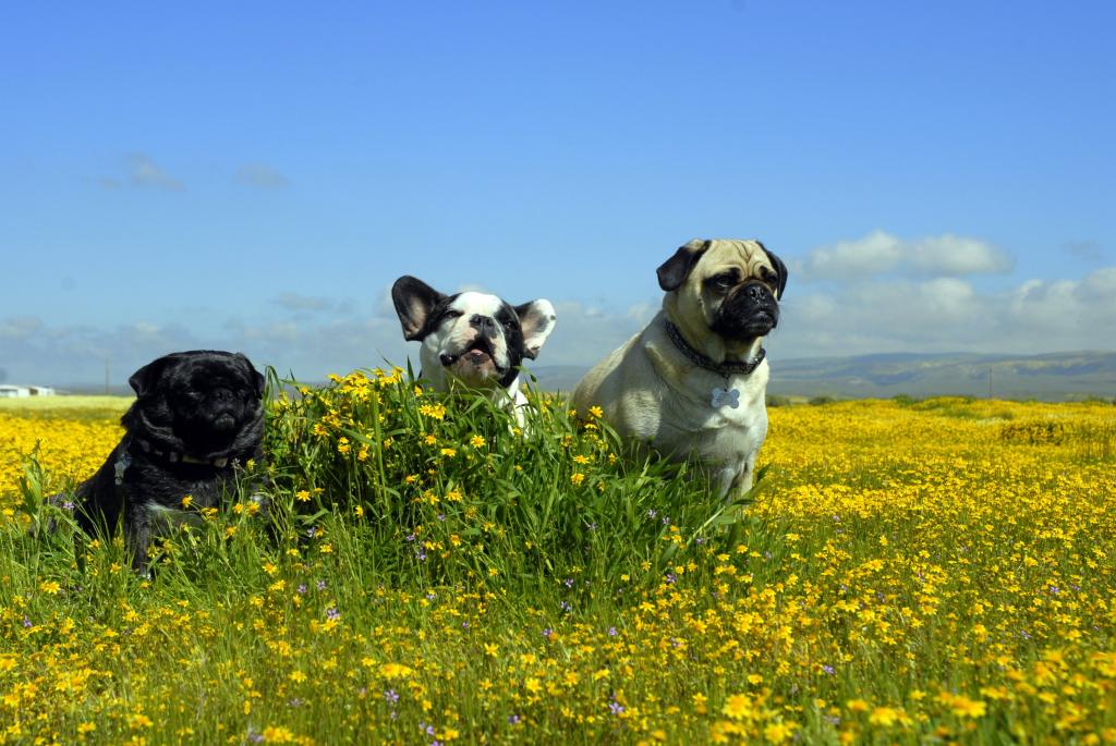 三个哈巴狗在白天与蓝蓝的天空背景的黄色花场的照片高清壁纸