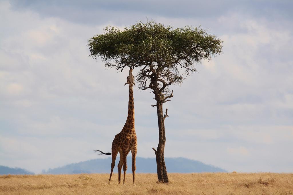站在树高清壁纸旁边的长颈鹿