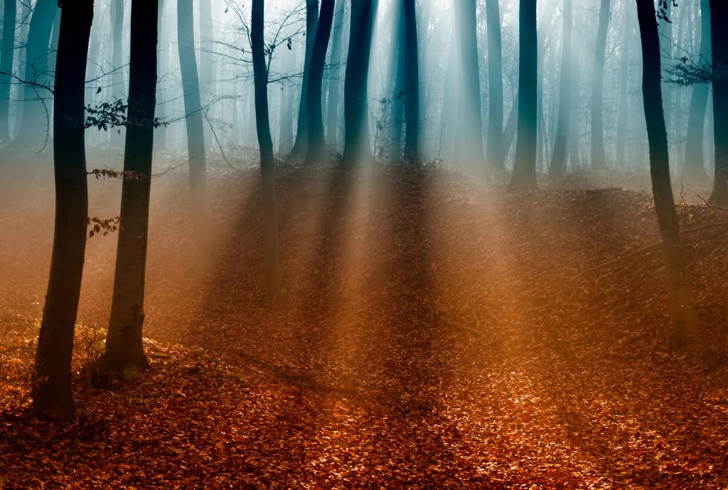 光,雾,树木,树枝,秋天,森林,叶子