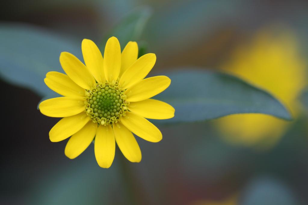 黄色雏菊花选择性焦点照片高清壁纸