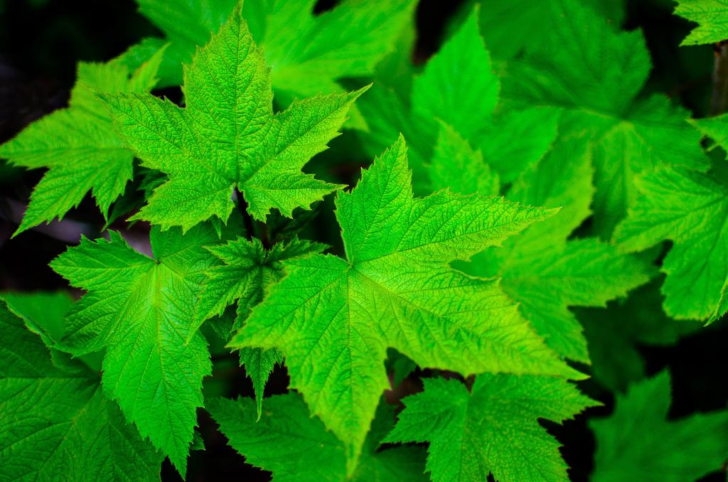 绿色枫叶选择性焦点摄影叶子高清壁纸