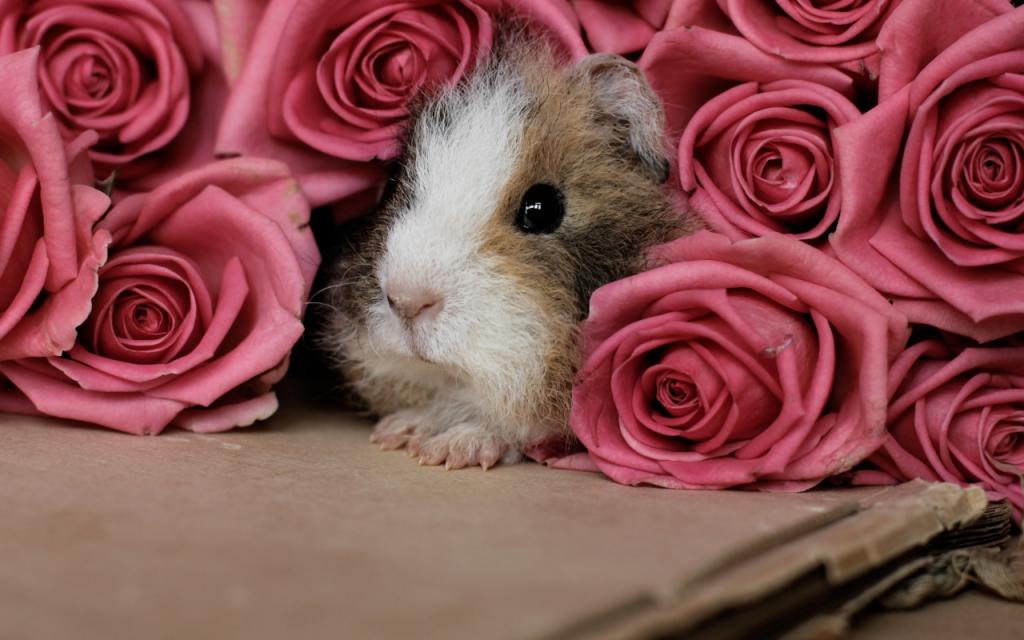 壁纸花,粉红色,啮齿动物,豚鼠,玫瑰