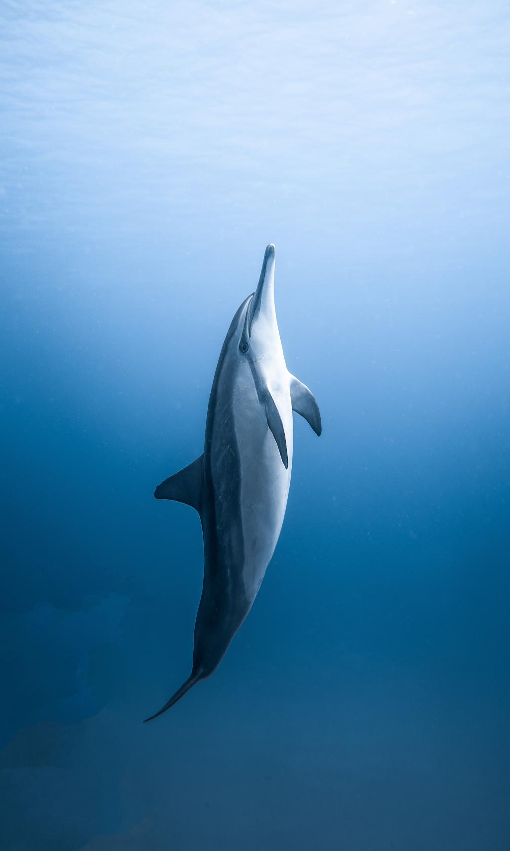 大海中的一只海豚