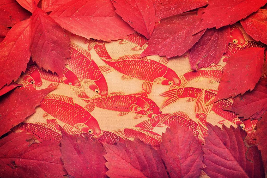 叶子,背景,颜色,鱼