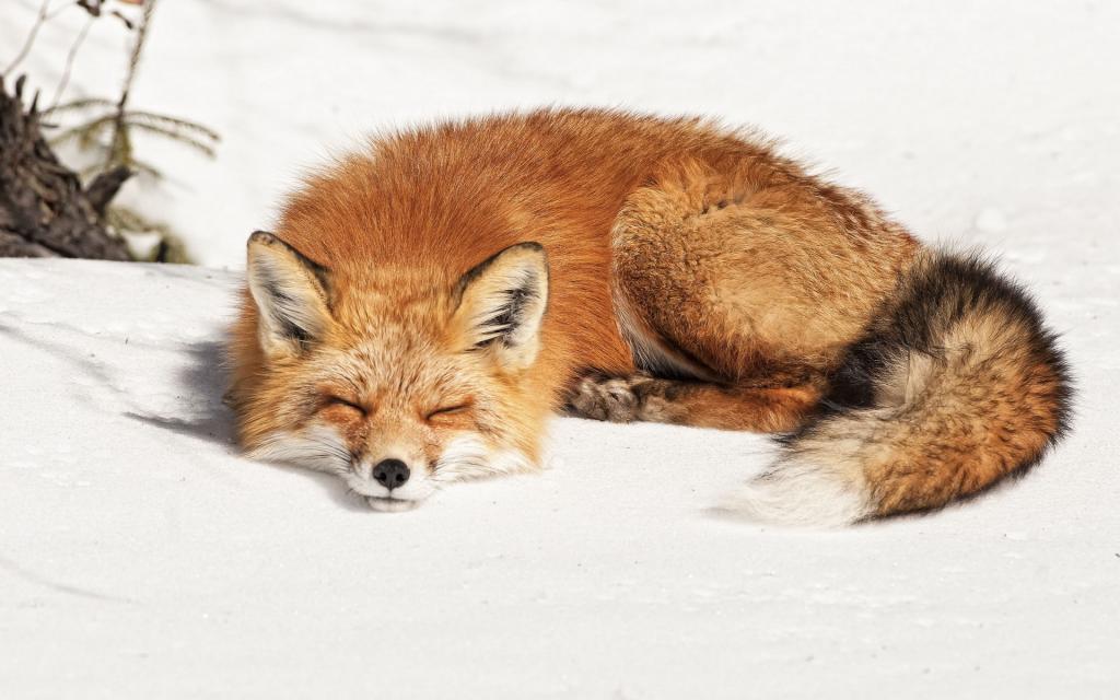 狐狸,雪,冬天