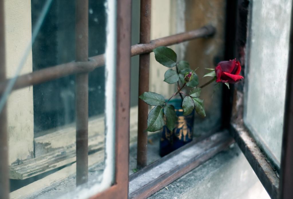 窗口,花,玫瑰