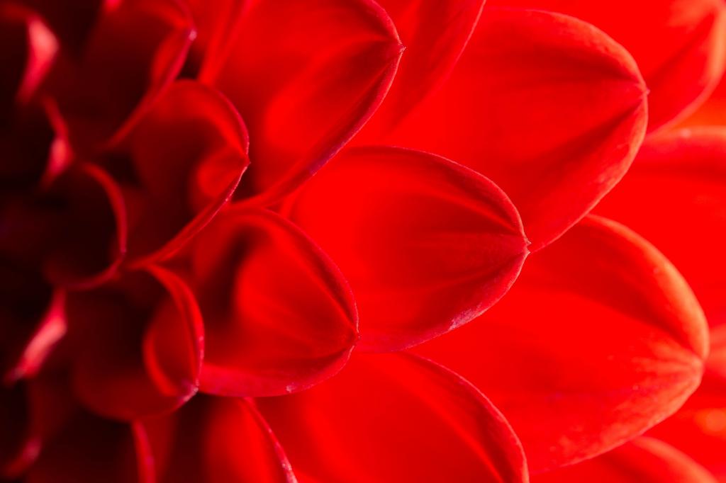 特写摄影的红色的花,大丽花高清壁纸