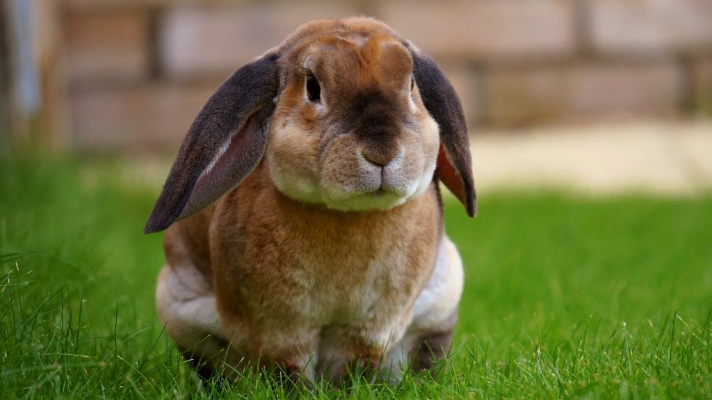在白天高清壁纸期间绿草上休息的米色兔子