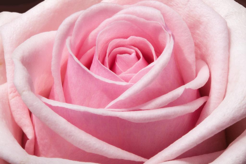 关闭粉红色的玫瑰高清壁纸摄影