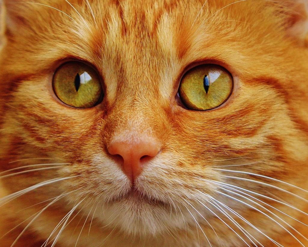 橙色虎斑猫HD wallpaper的特写镜头摄影
