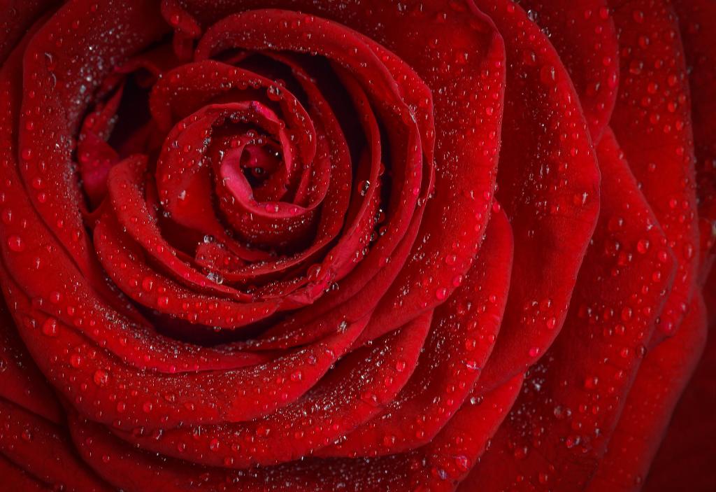 红玫瑰与水滴高清壁纸