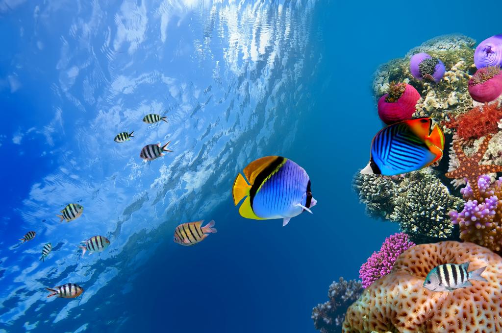 壁纸珊瑚水下od水珊瑚海海鱼海洋海洋鱼