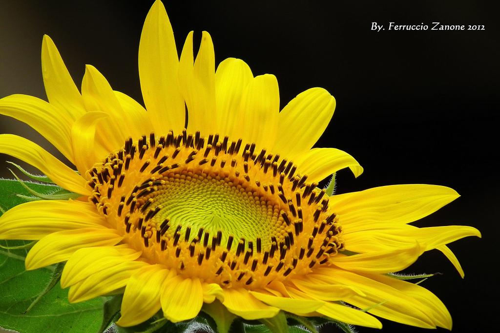 黄色的向日葵,girasole高清壁纸的浅焦点照片