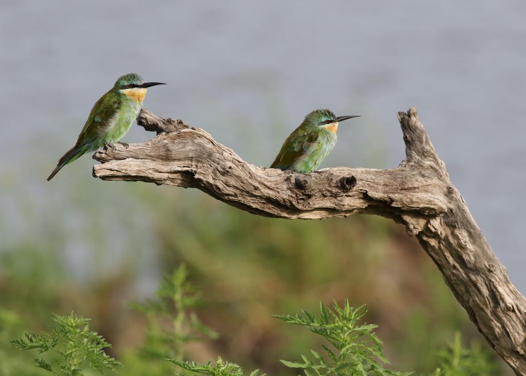 在白天树枝上的两只黑色和绿色的鸟,蓝颊蜜蜂,merops persicus,乔贝国家公园,博茨瓦纳高清壁纸