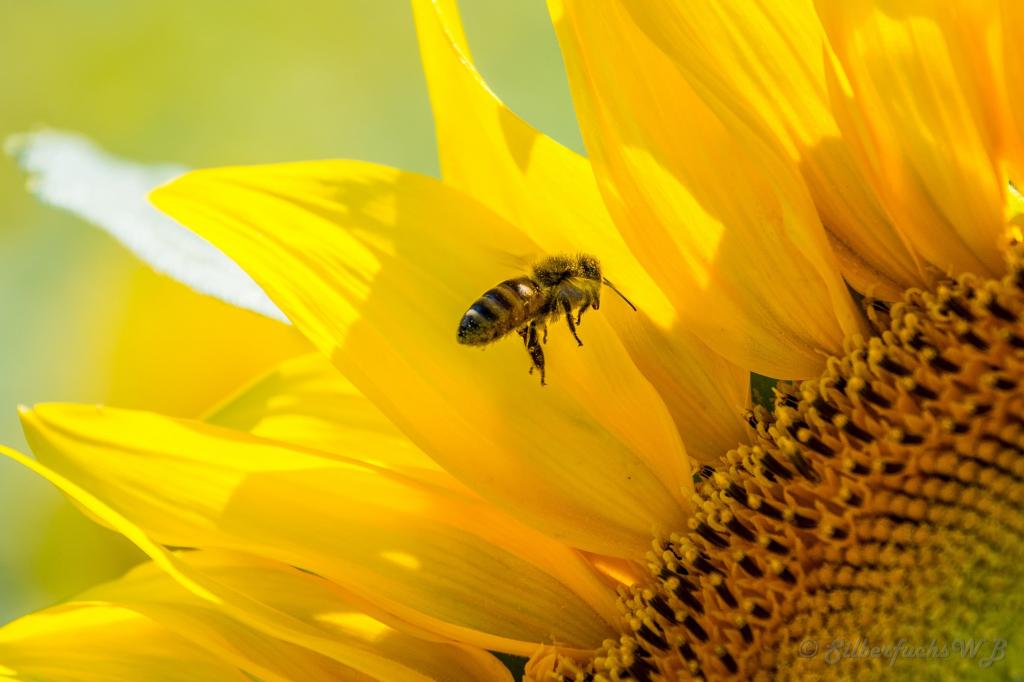 蜜蜂翱翔在向日葵高清壁纸前面