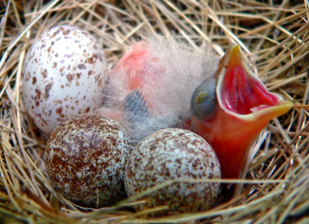 新孵化的鸟在巢高清壁纸的野生动物摄影