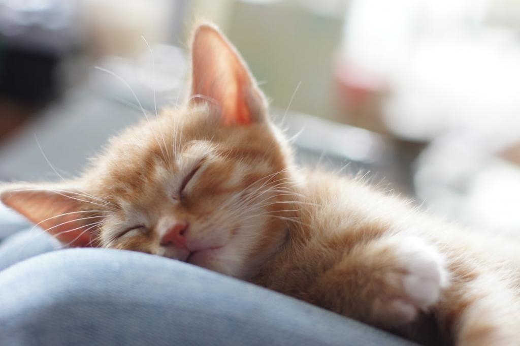 橙色的小猫睡觉高清壁纸