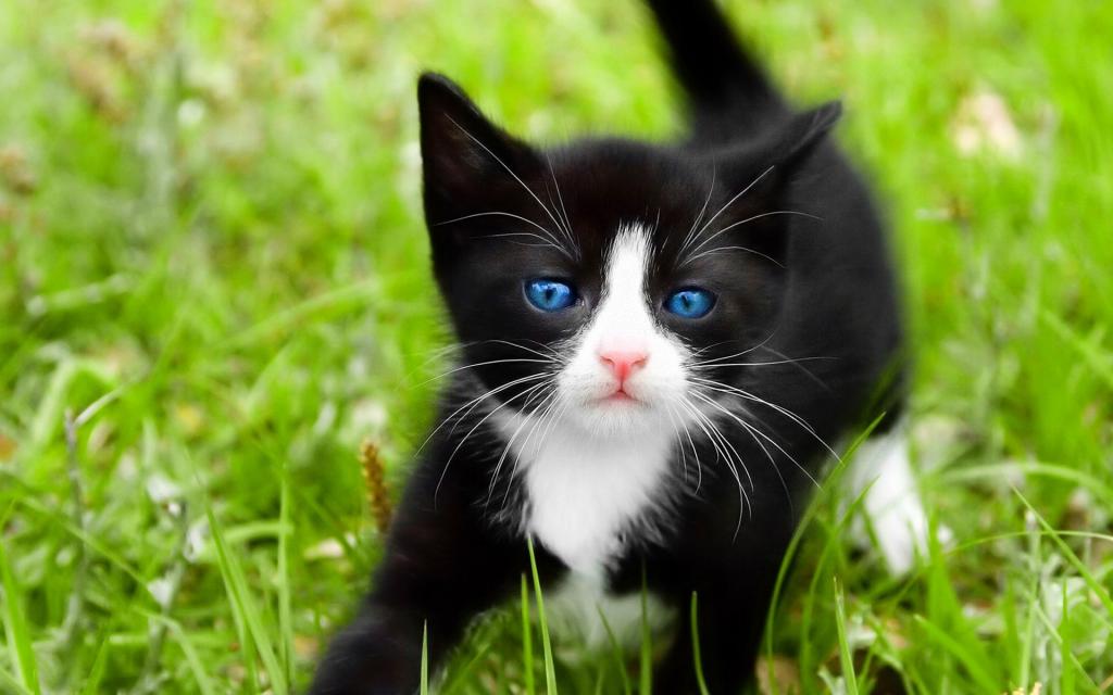 猫,宏,蓝色的眼睛,猫,白,小猫,黑色,草,猫