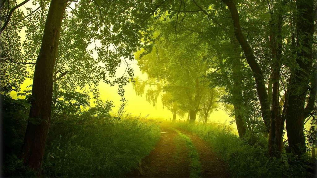 早上,夏天,雾,路,树木,森林