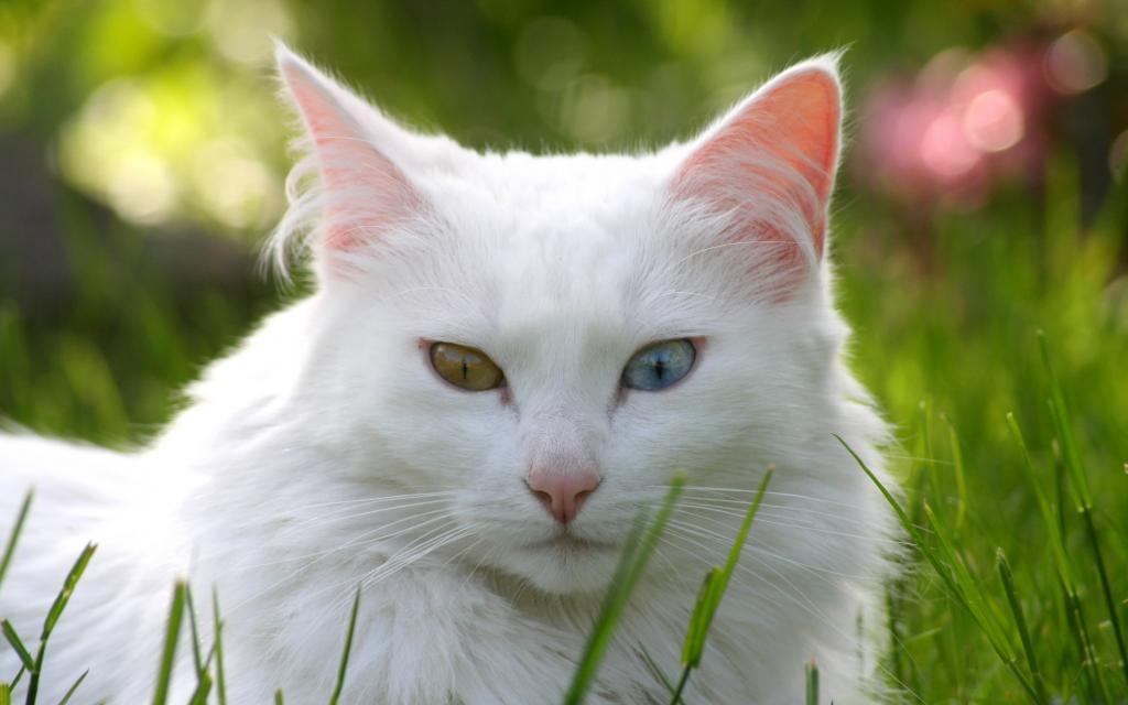 猫,不同的眼睛,草,白色,猫,草坪