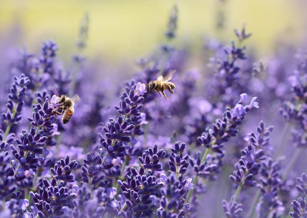 两个棕色的蜜蜂上紫色的花朵高清壁纸