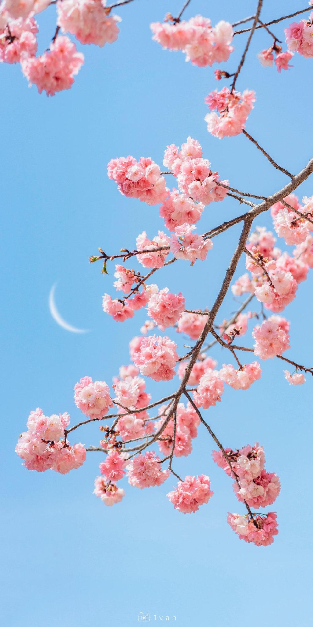 玄月与樱花的图片