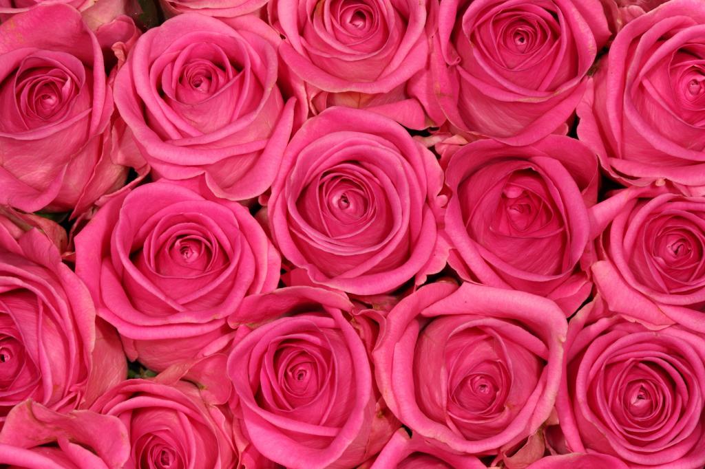 粉红色的玫瑰高清壁纸的特写照片
