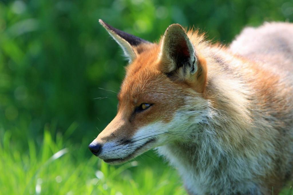 狐狸在草地上高清壁纸