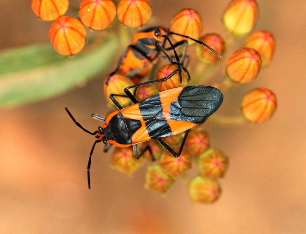 水泡甲虫在橙色花HD墙纸的特写镜头照片