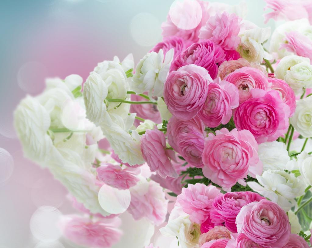 白色,美丽,毛茛属植物,粉红色的花,毛茛属,花,粉红色