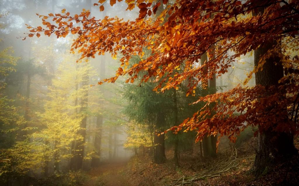 森林,秋天,雾