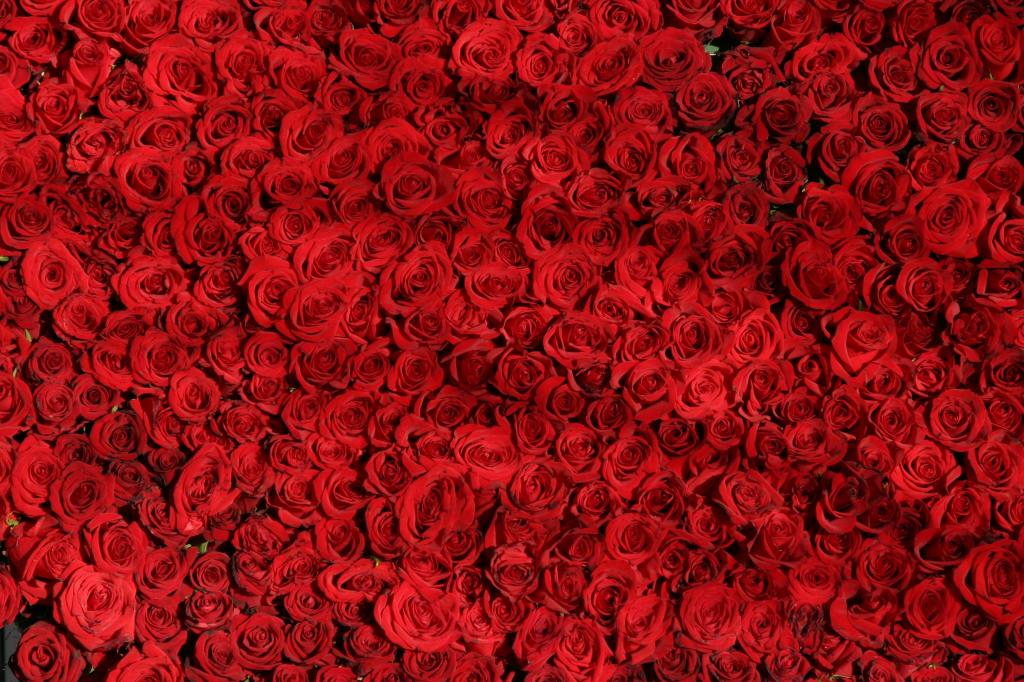 红玫瑰高清壁纸