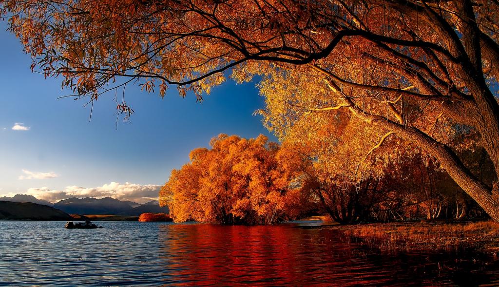 橙色叶树旁边身体的水高清壁纸