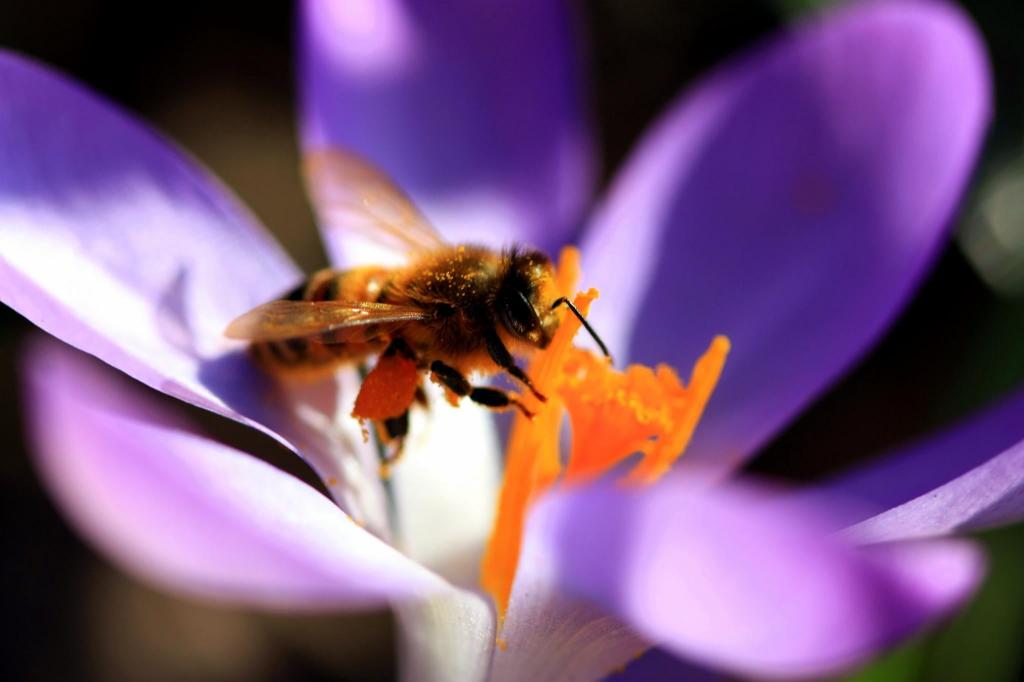 蜜蜂在紫色的选择性焦点摄影,玫瑰花,蜜蜂,番红花高清壁纸