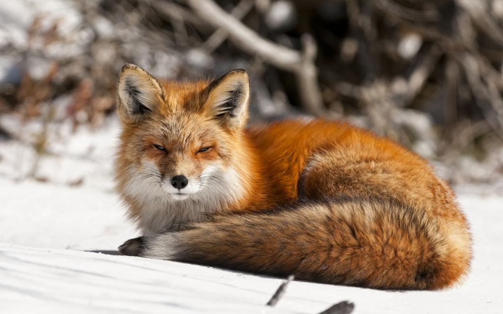 性质,狐狸,冬天