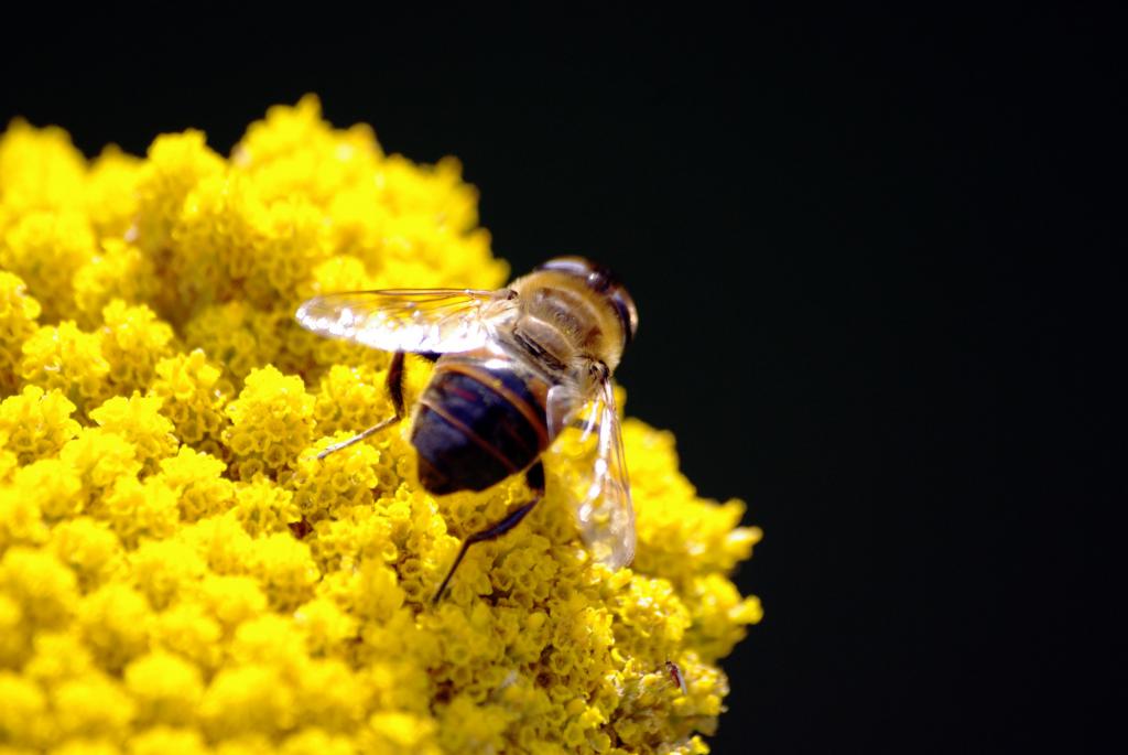 蜂上黄色的花朵高清壁纸
