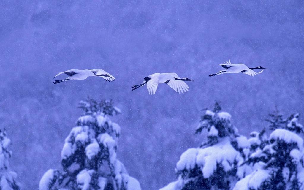 日本北海道,国立公园akan,雪,冬天,鸟,日本起重机