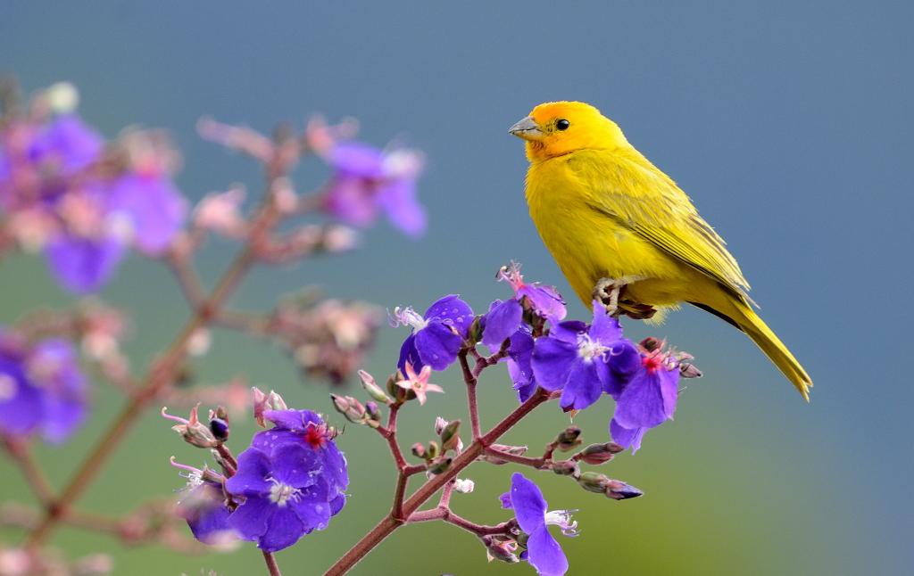 黄色的鸟,紫色的花,藏红花雀,sicalis高清壁纸的选择性焦点
