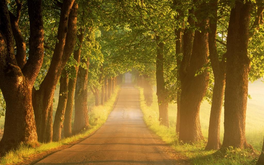 早晨,日出,夏天,雾,路,树,瑞典