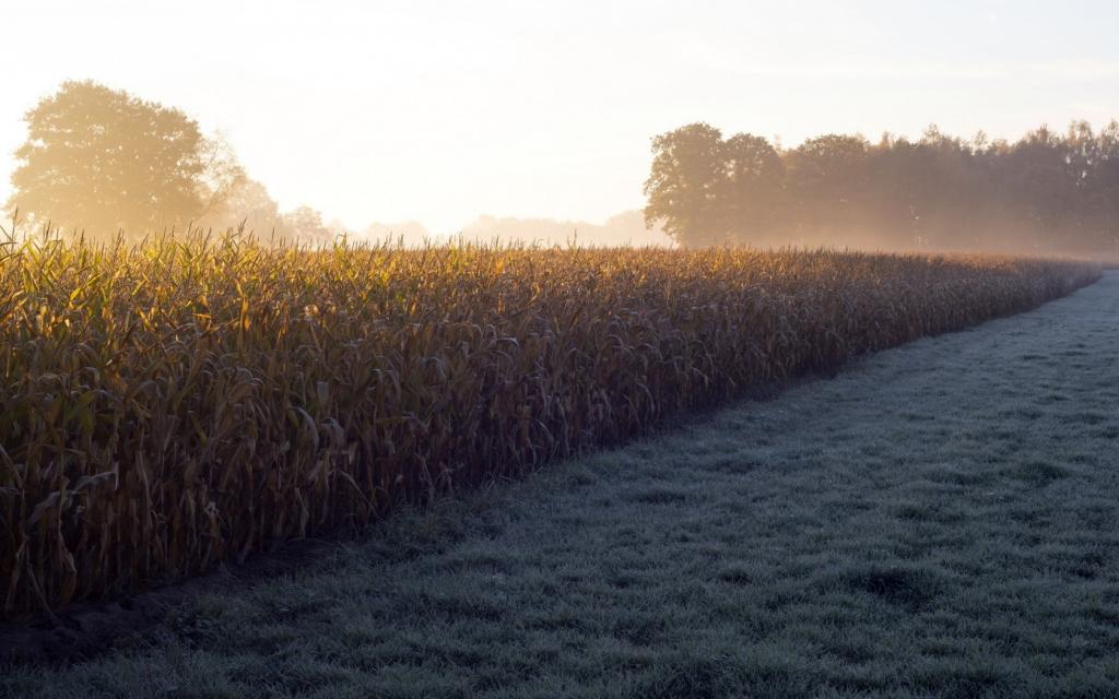 雾,早上,玉米