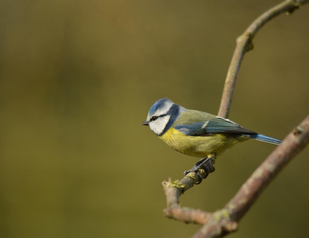 绿色和黄色的鸟在树枝上白天,蓝山雀高清壁纸
