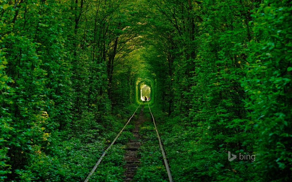 道路,树木,隧道的爱,Klevan,剪影,乌克兰,铁轨,森林