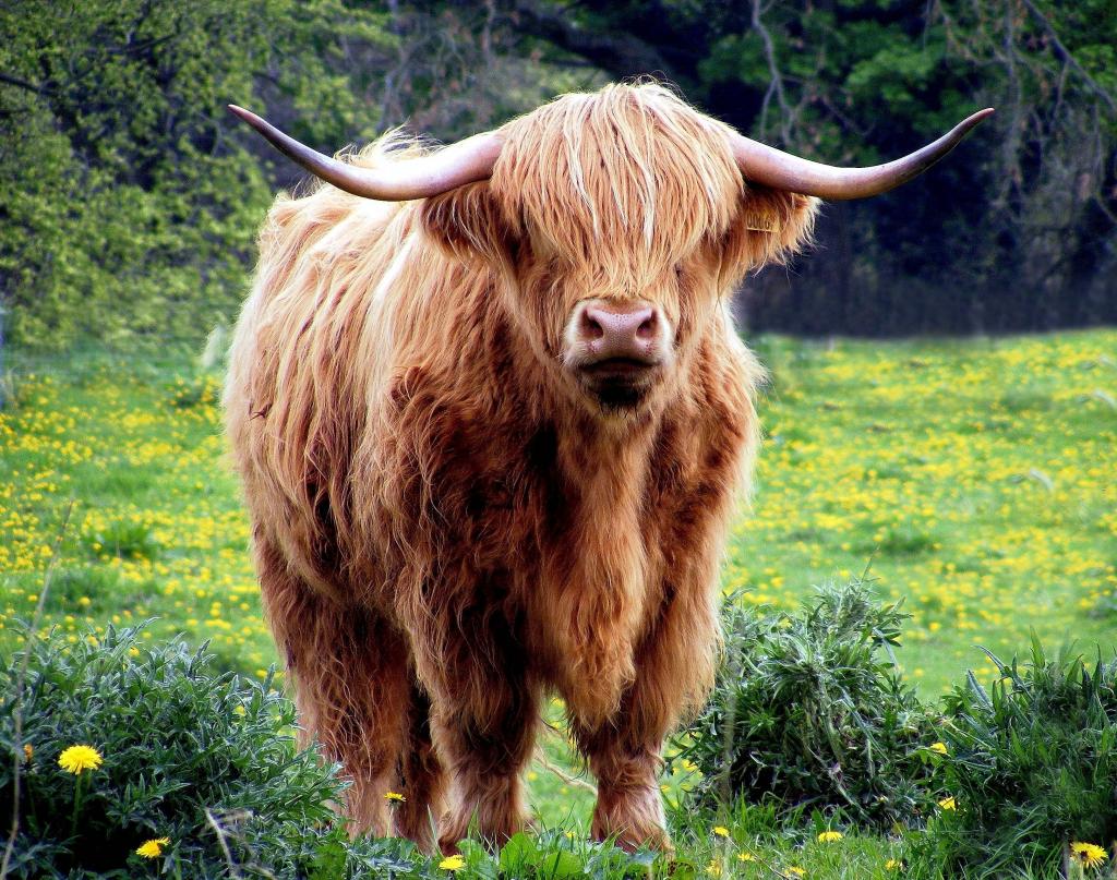 棕色的牛,在白天高清壁纸期间站在绿色的草地上
