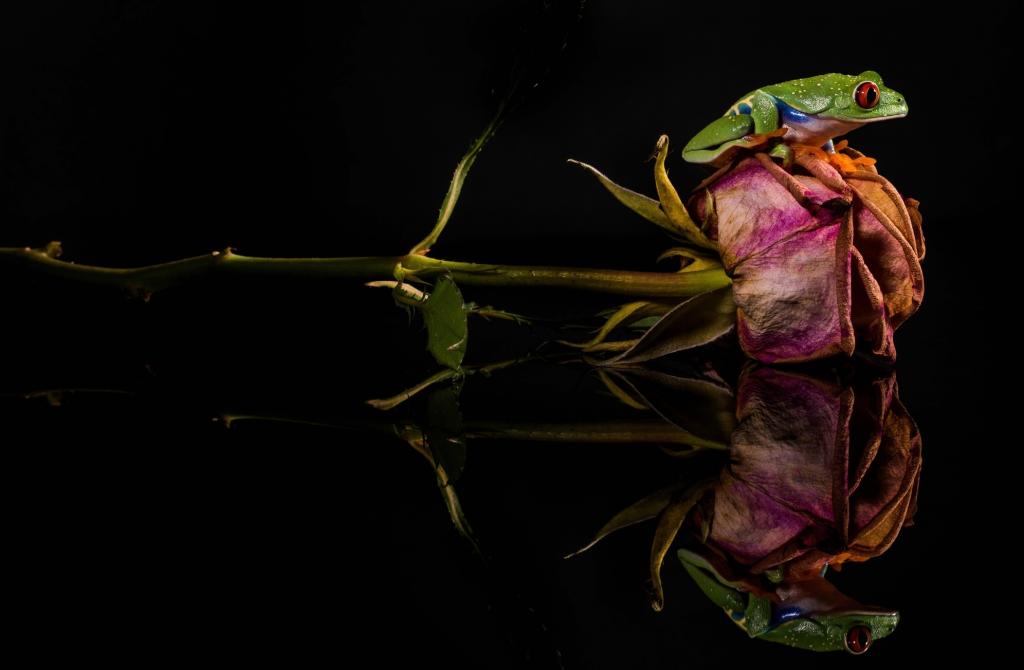 青蛙,绿色,干,花,玫瑰